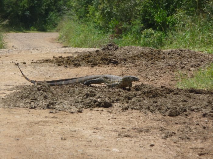 Leguan während der Fahrt zum Hilltop Camp